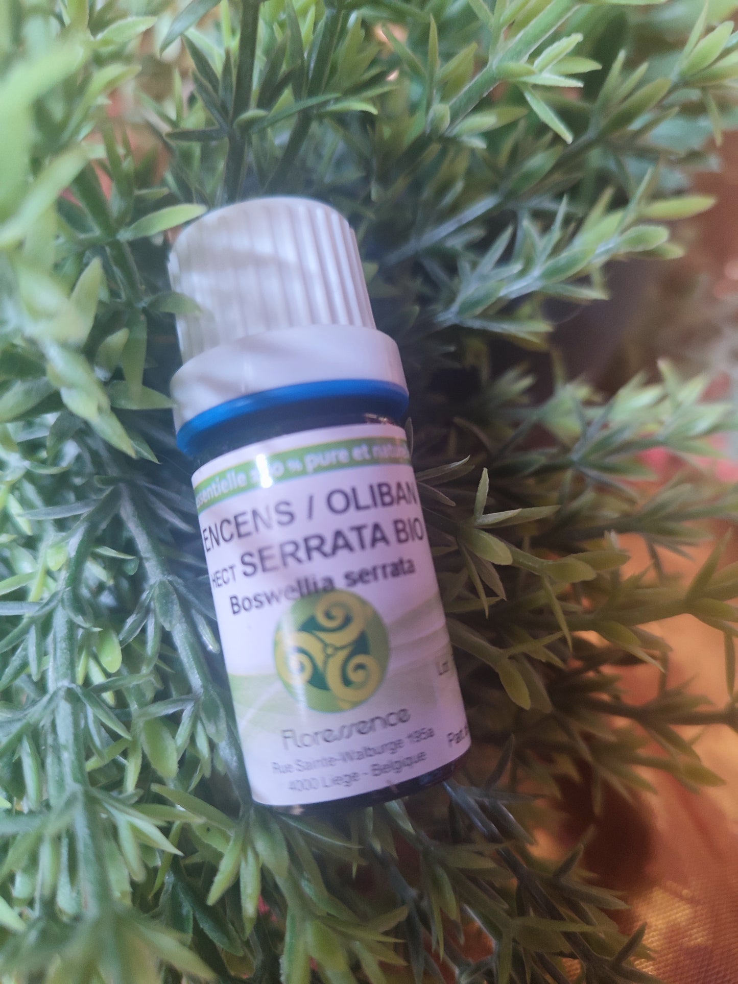 Huile essentielle ENCENS / OLIBAN