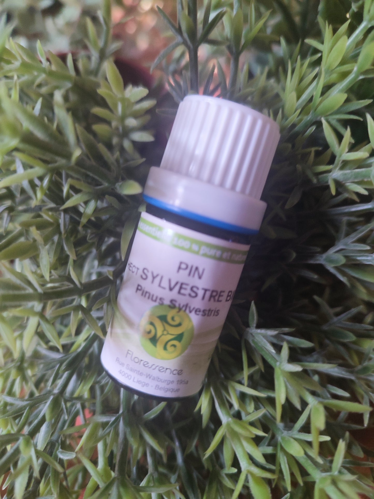 Huile essentielle PIN SYLVESTRE