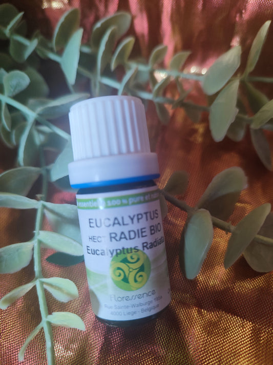 Huile essentielle EUCALYPTUS RADIE