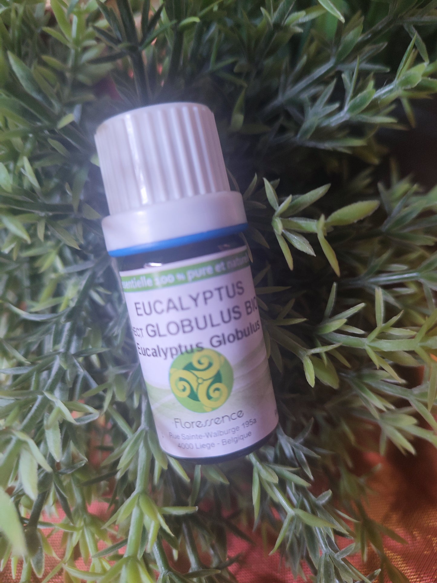 Huile essentielle EUCALYPTUS GLOBULEUX