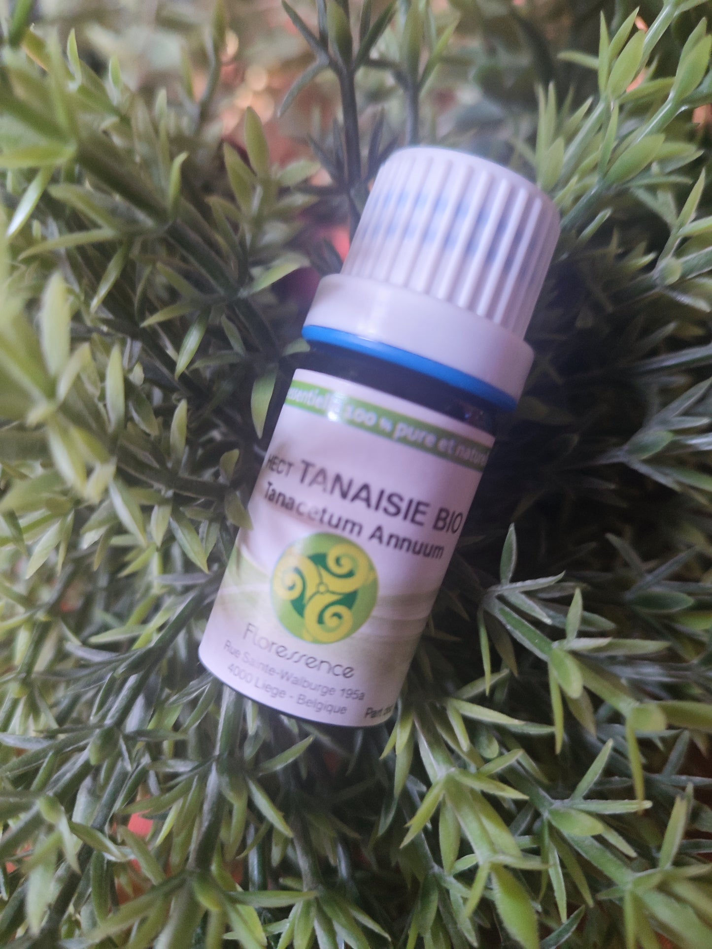 Huile essentielle TANAISIE ANNUELLE